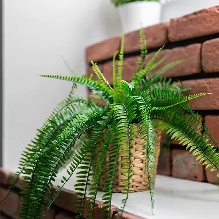 Underground Level Close To The Market Square In By Renters *