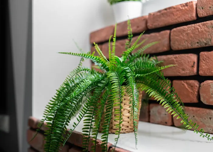 Underground Level Close To The Market Square In By Renters *